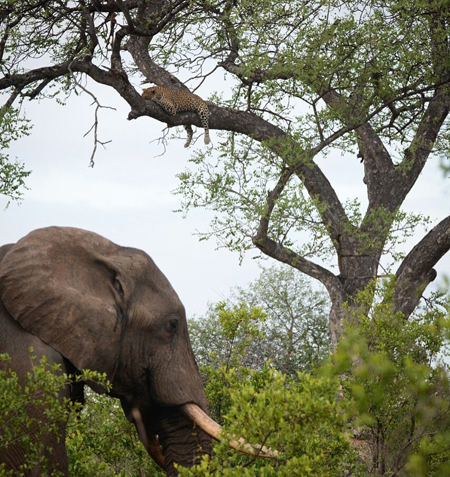 A leopard and an elephant sighting at a Marula tree - Africa Geographic