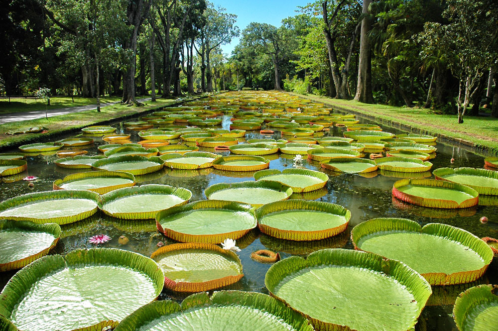 mauritius-alison-westwood-1