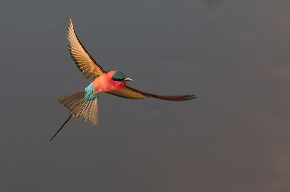 South Luangwa