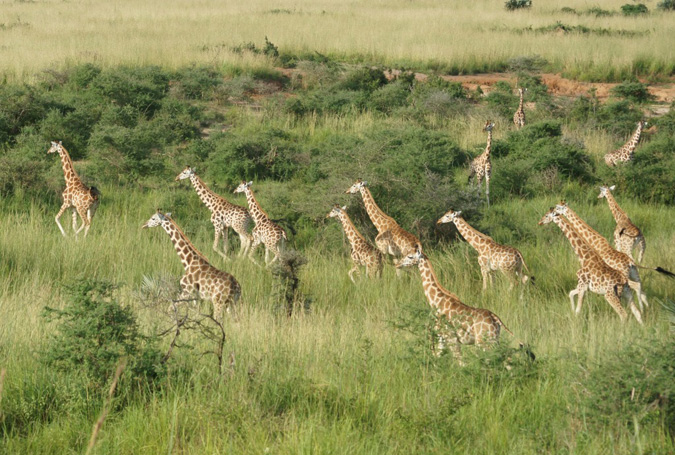 The journey to saving the Rothschild giraffe in Uganda - Africa Geographic