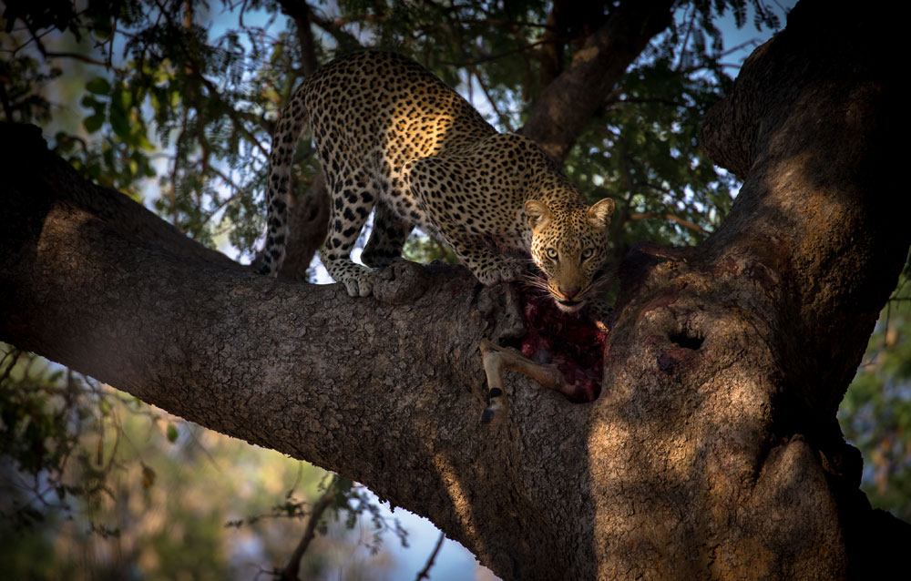 South Luangwa