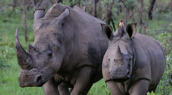 White rhino and calf