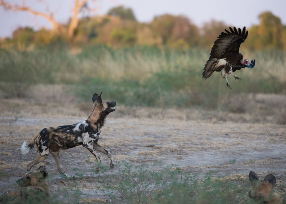 A wild dog chases a hooded vulture away in South Luangwa © Peter Geraerdts