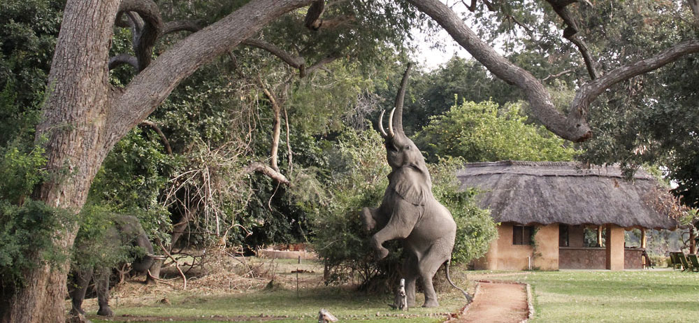 How many elephants can you spot enjoying Track & Trail River Camp?