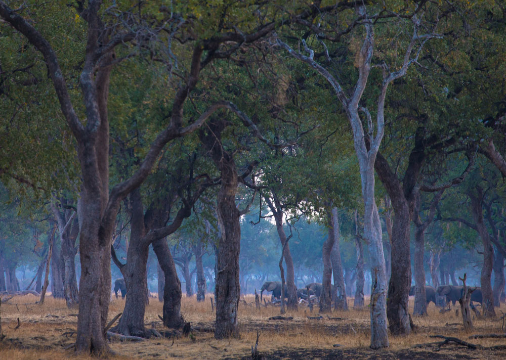 Elephants move like ghosts through the twilight in a leadwood forest © Peter Geraerdts