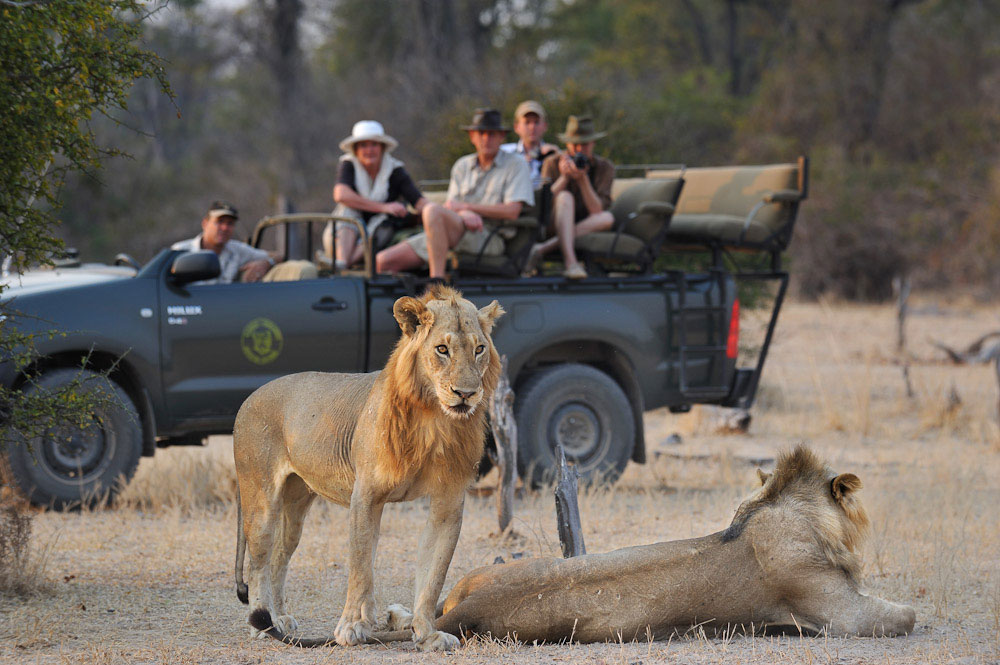 A night without a lion's roar is an incomplete night, by WWF-Kenya