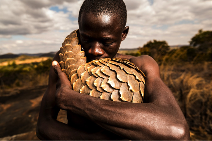 A Closer Look At Pangolins And The Pangolin Men Africa Geographic