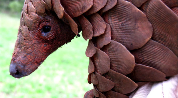 A Closer Look At Pangolins And The Pangolin Men Africa Geographic