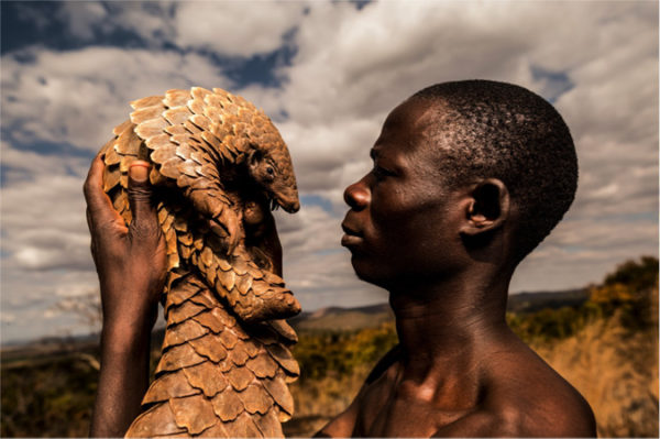 A closer look at pangolins and the pangolin men - Africa Geographic