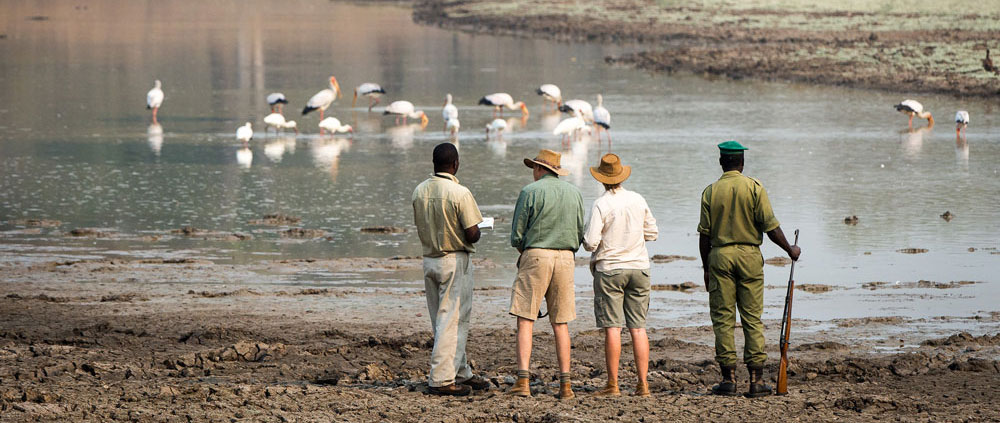 The Robin Pope Safaris’ Mobile Walking Safaris have long been known as the best wilderness experience of the South Luangwa. Guests spend five days walking through the north of the park.