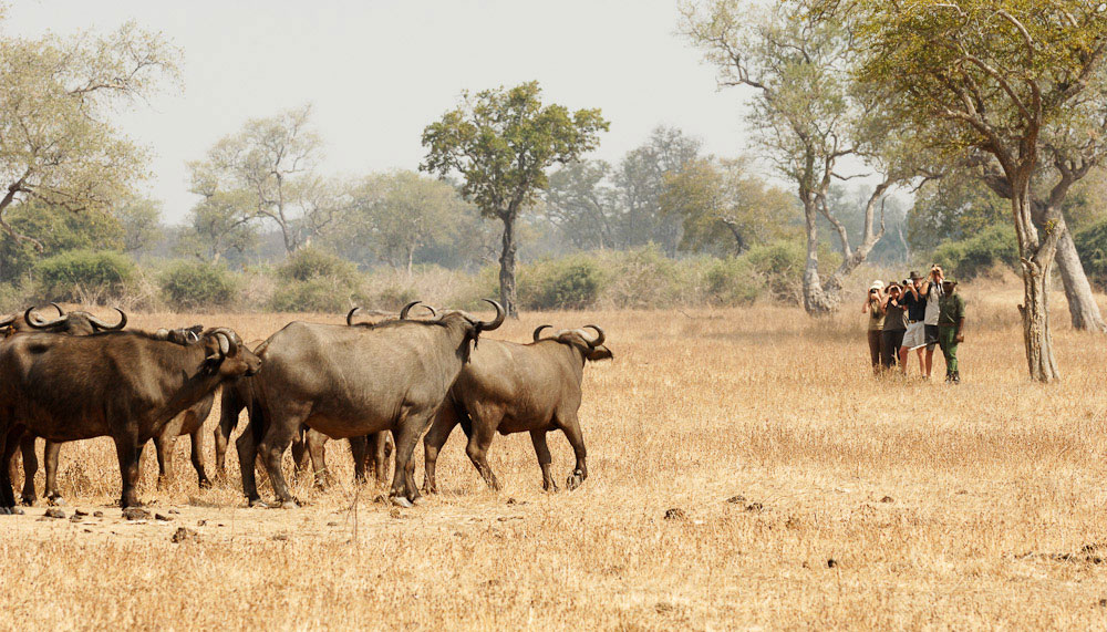 South Luangwa