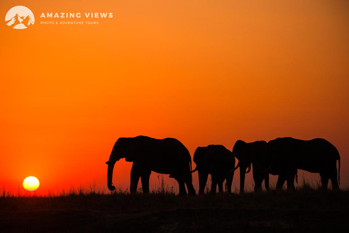 Photography: 8 easy steps for fantastic backlit wildlife images ...