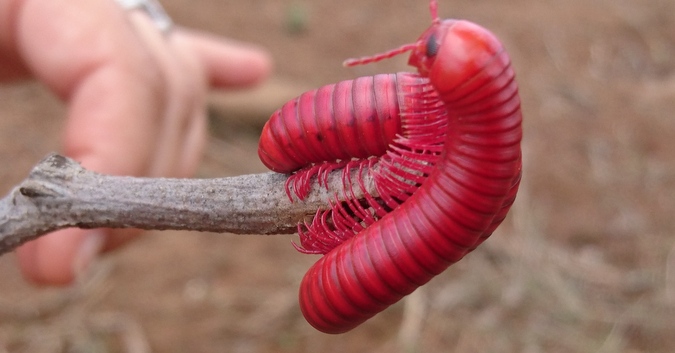 10 Incredible Facts About Millipedes Africa Geographic