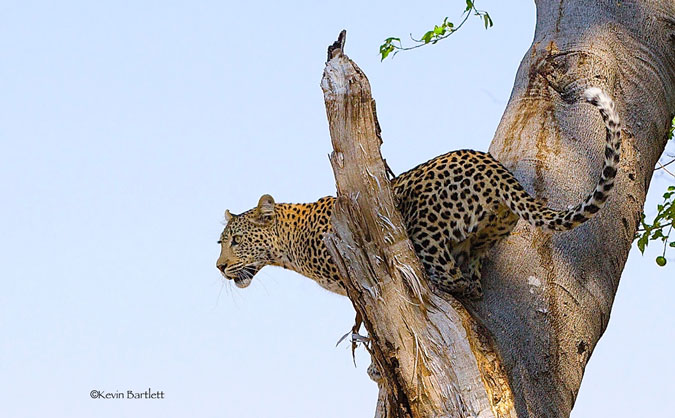 Strawberry leopard - a first for Gauteng - Africa Geographic