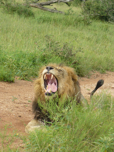 Video: Lion cub scrambles across the Sand River to reunite with its ...