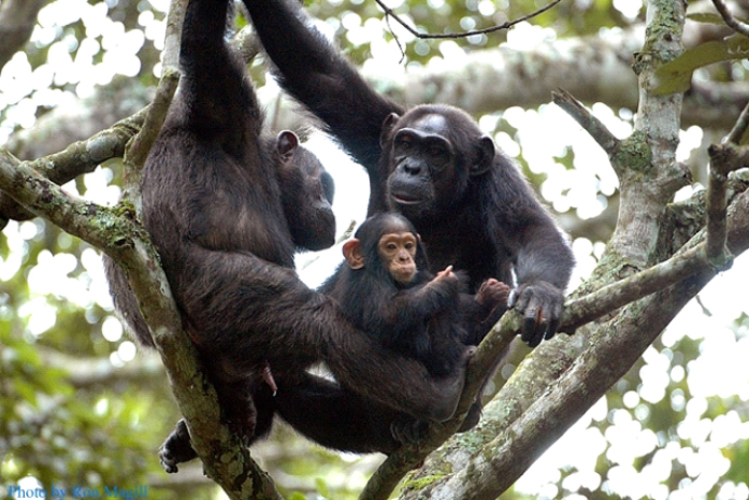 chimpanzee-family