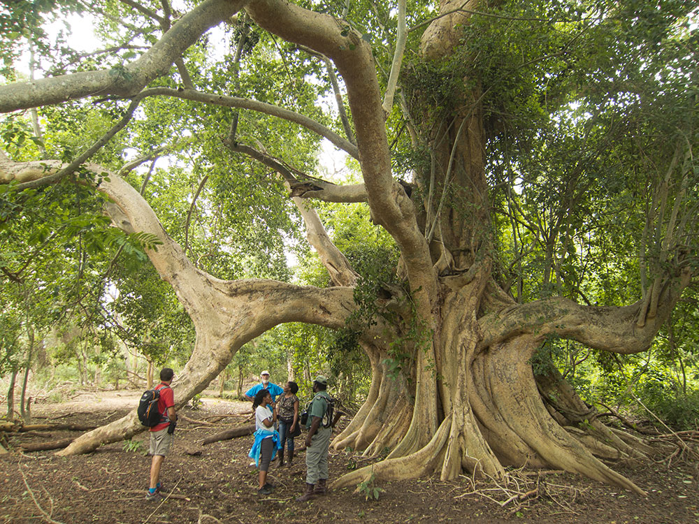 fig-forest-walk-alison-westwood