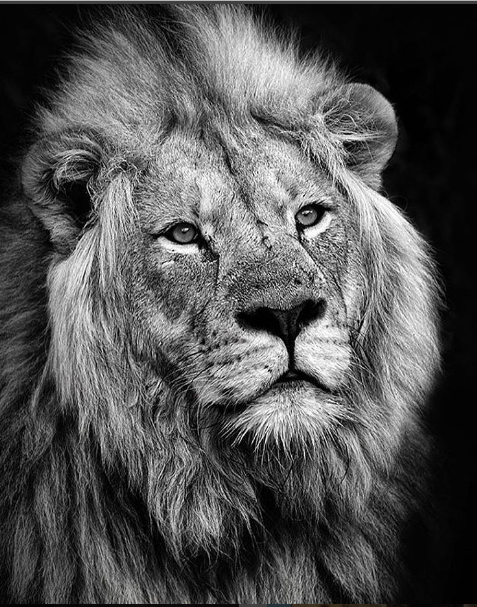 lion - Africa Geographic