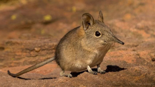 shrew - Africa Geographic