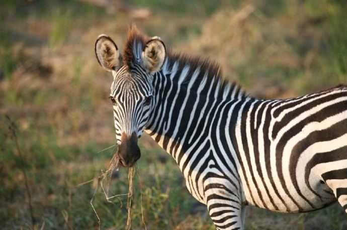 zebras white with black stripes black