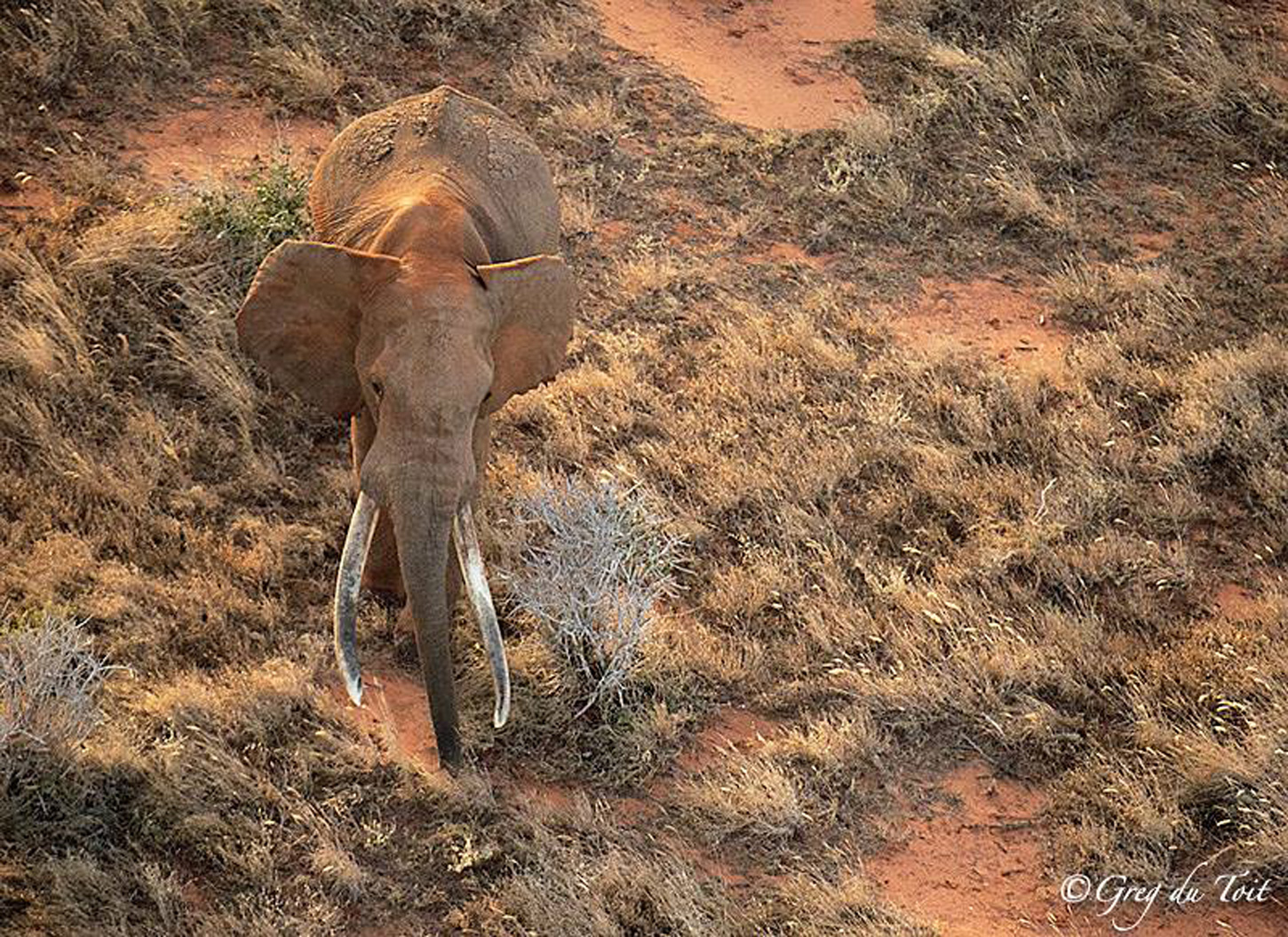 Ahmed the Elephant: The King of Marsabit — Google Arts & Culture