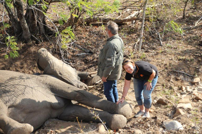 Collaring-with-Elephants-Alive