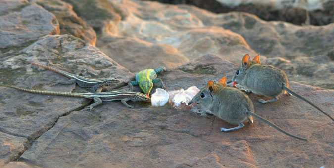 5 facts about elephant shrews - Africa Geographic