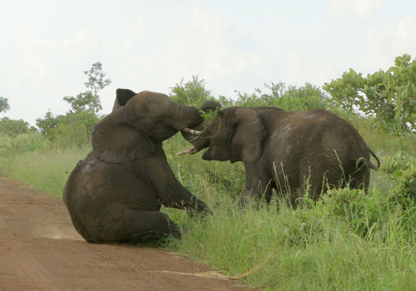 When Elephants Fight It Is The Grass That Suffers Most Africa Geographic