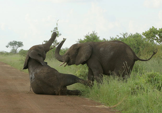 When elephants fight, it is the grass that suffers most - Africa Geographic