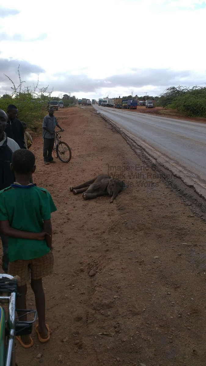 baby elephant roadkill