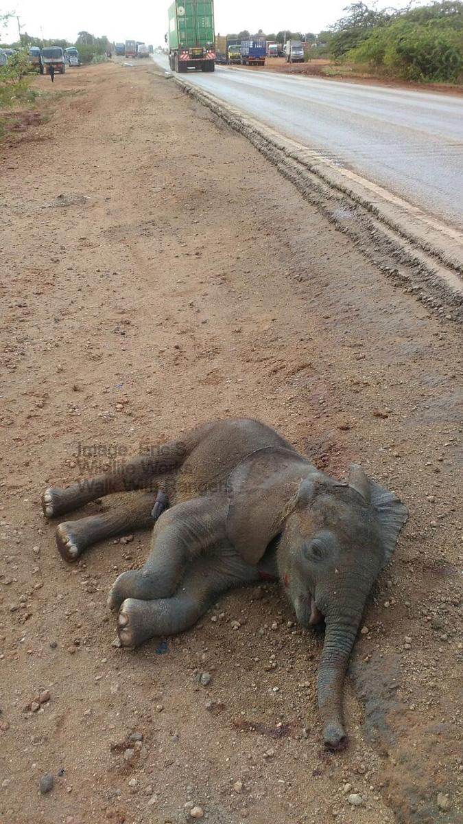 baby elephant roadkill