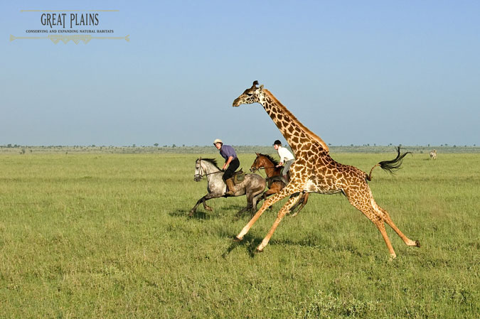 horseback-safari