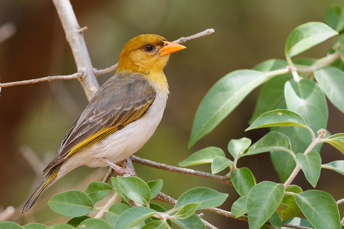 Red-headed-Weaver-female - Africa Geographic