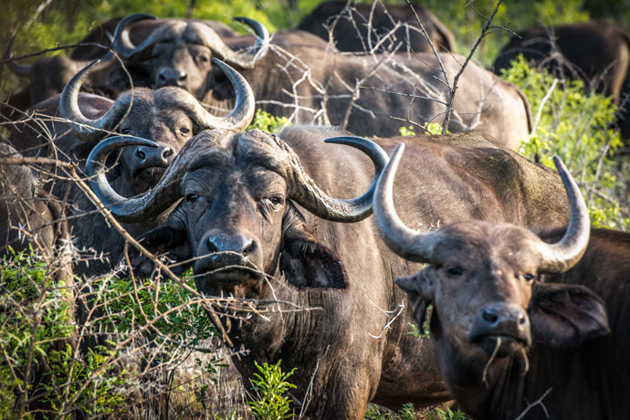 Rhino-River-Lodge-buffalo