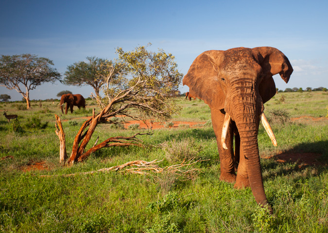 Tsavo-East - Africa Geographic