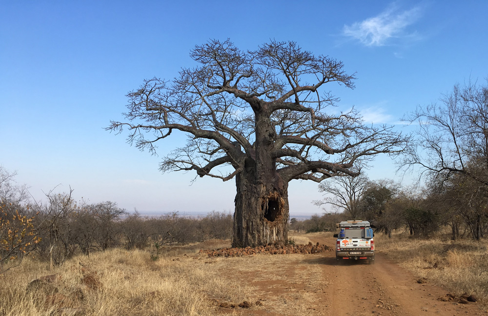 A baobab tree