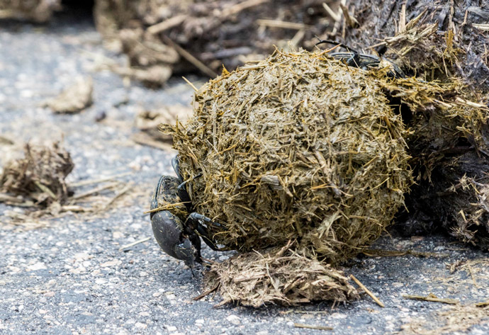 Those Poop Balls The Ecology Of Dung Beetles Africa Geographic