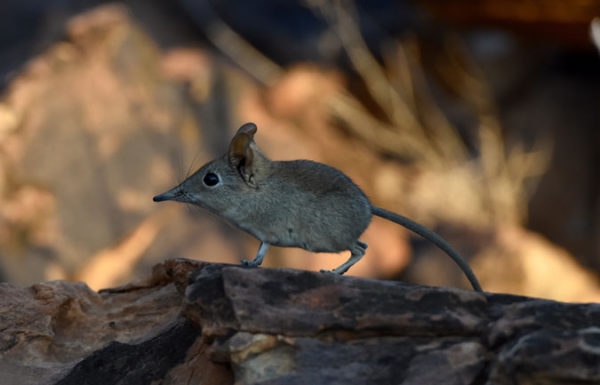 5 facts about elephant shrews - Africa Geographic