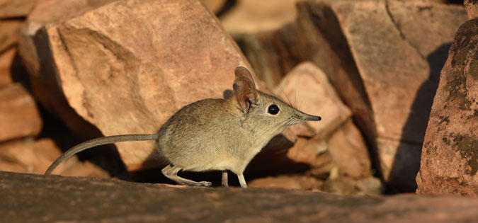 5 facts about elephant shrews - Africa Geographic