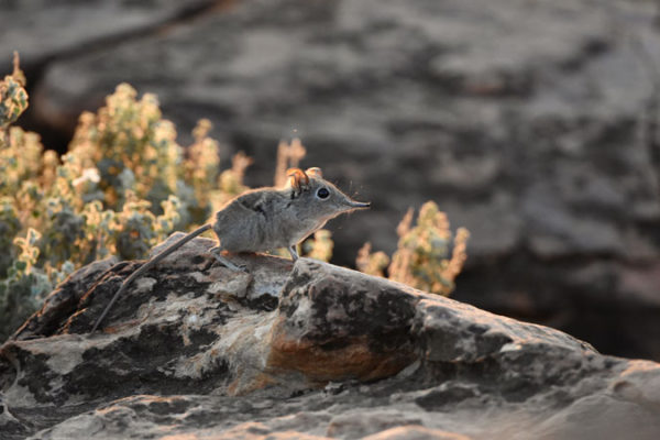 5 facts about elephant shrews - Africa Geographic