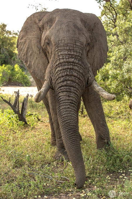 elephant-marulas - Africa Geographic