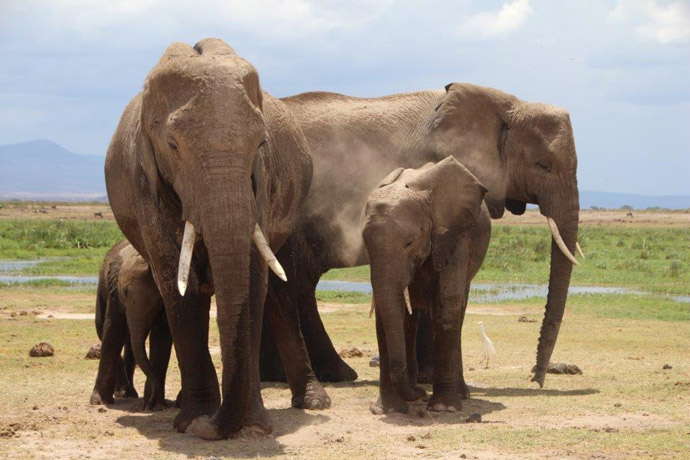 Ahmed the Elephant: The King of Marsabit — Google Arts & Culture