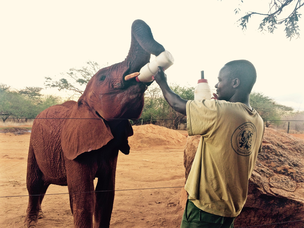 feeding an African elephant