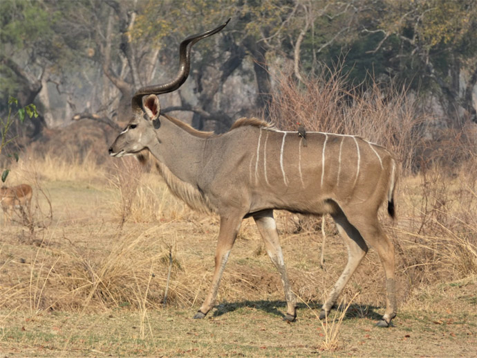 Video: Kudu camouflage in the bush! - Africa Geographic