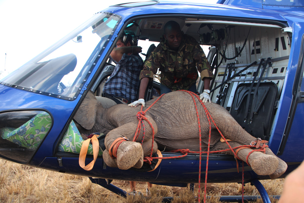 Elephant being transported in a helicopter