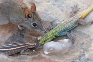 5 facts about elephant shrews - Africa Geographic