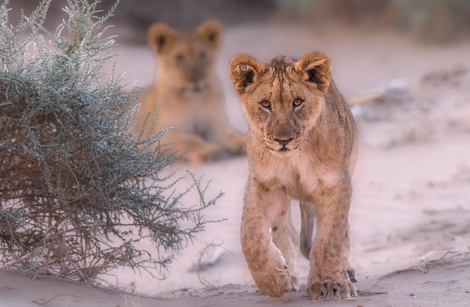 desert lions