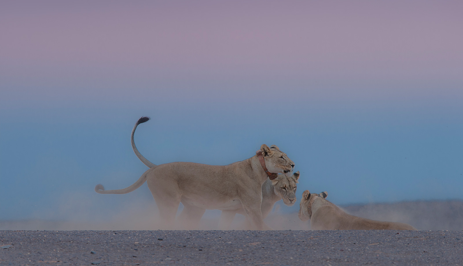 desert lions
