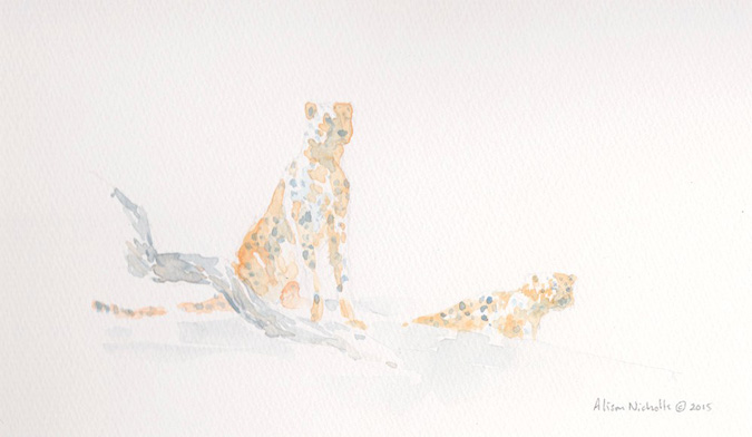 Alison Nicholls, cheetah