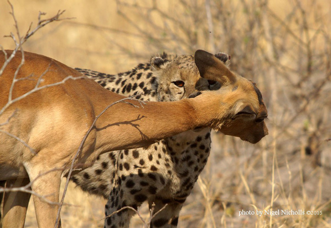 Alison Nicholls, cheetah